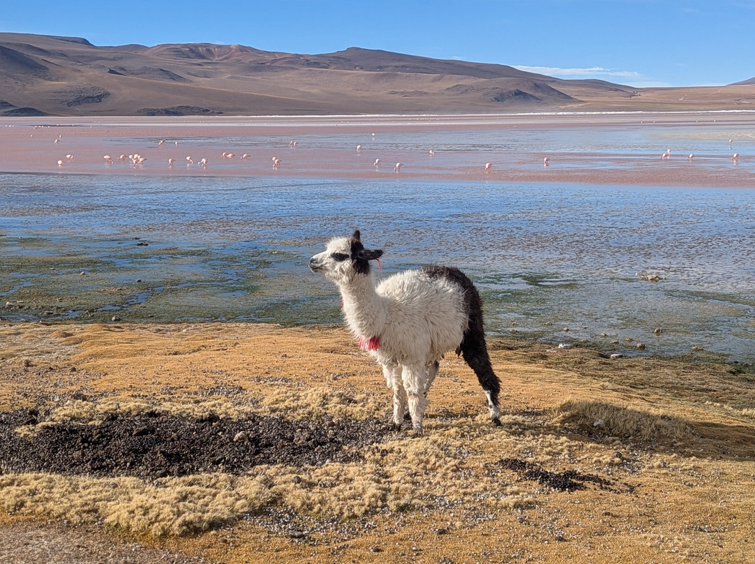 Apache Aventure-Tupiza必去景点
