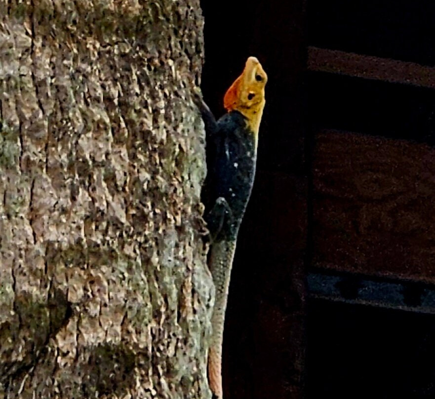 Busch Wildlife Sanctuary at Abramson & Schlaggar Reserve-朱庇特必去景点