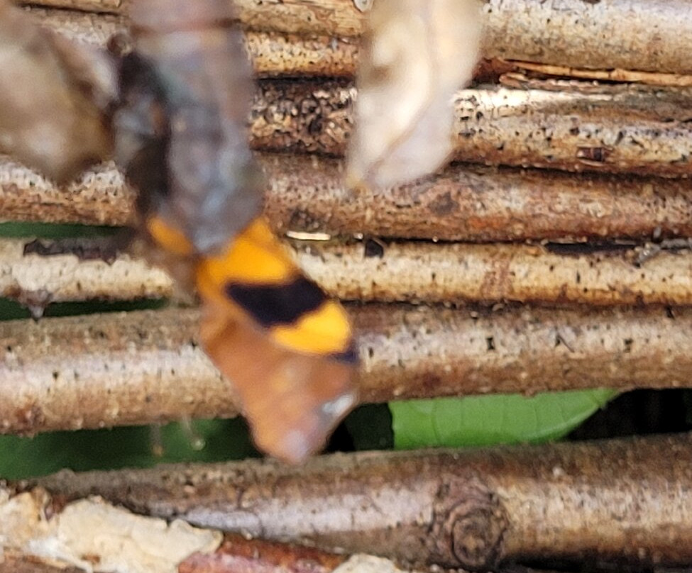Buckfast Butterfly Farm And Dartmoor Otter Sanctuary-Buckfastleigh必去景点