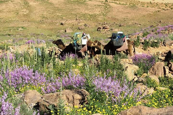 Trekking In Morocco-马拉喀什必去景点