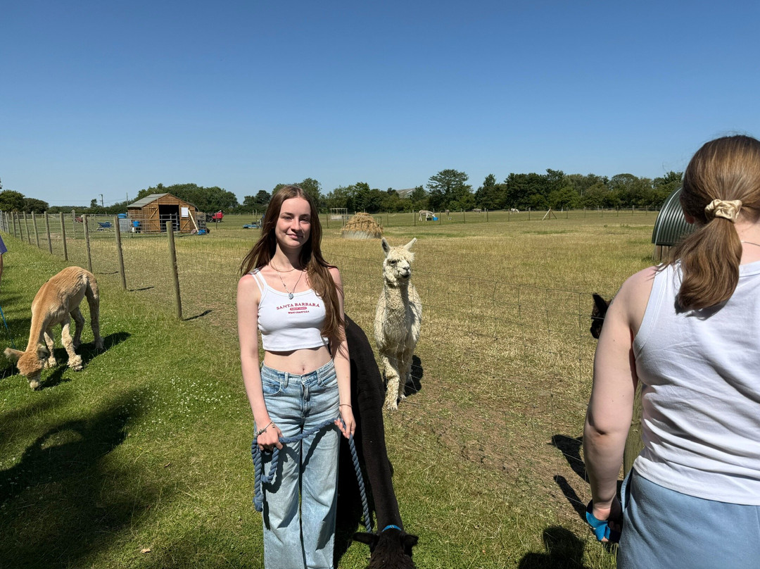 Big Sky Alpacas-Alford必去景点