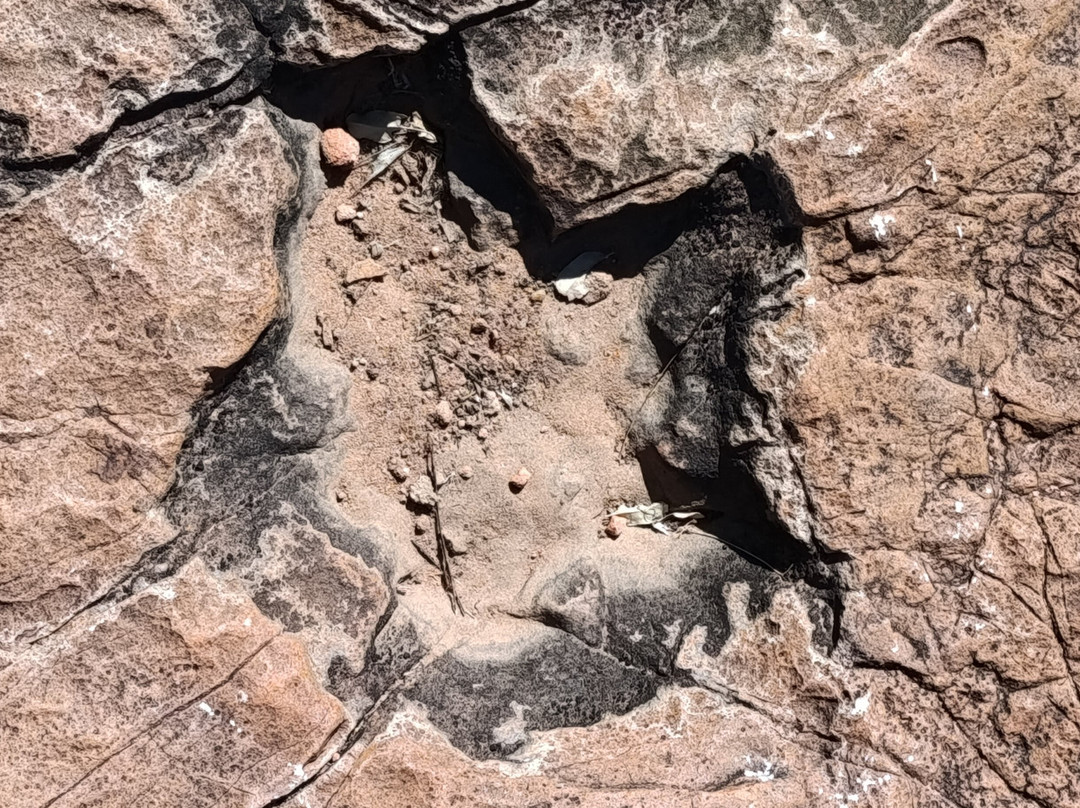 Dinosaur's Tracks主图