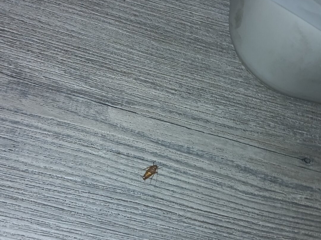 Super 8 by Wyndham Findlay主图