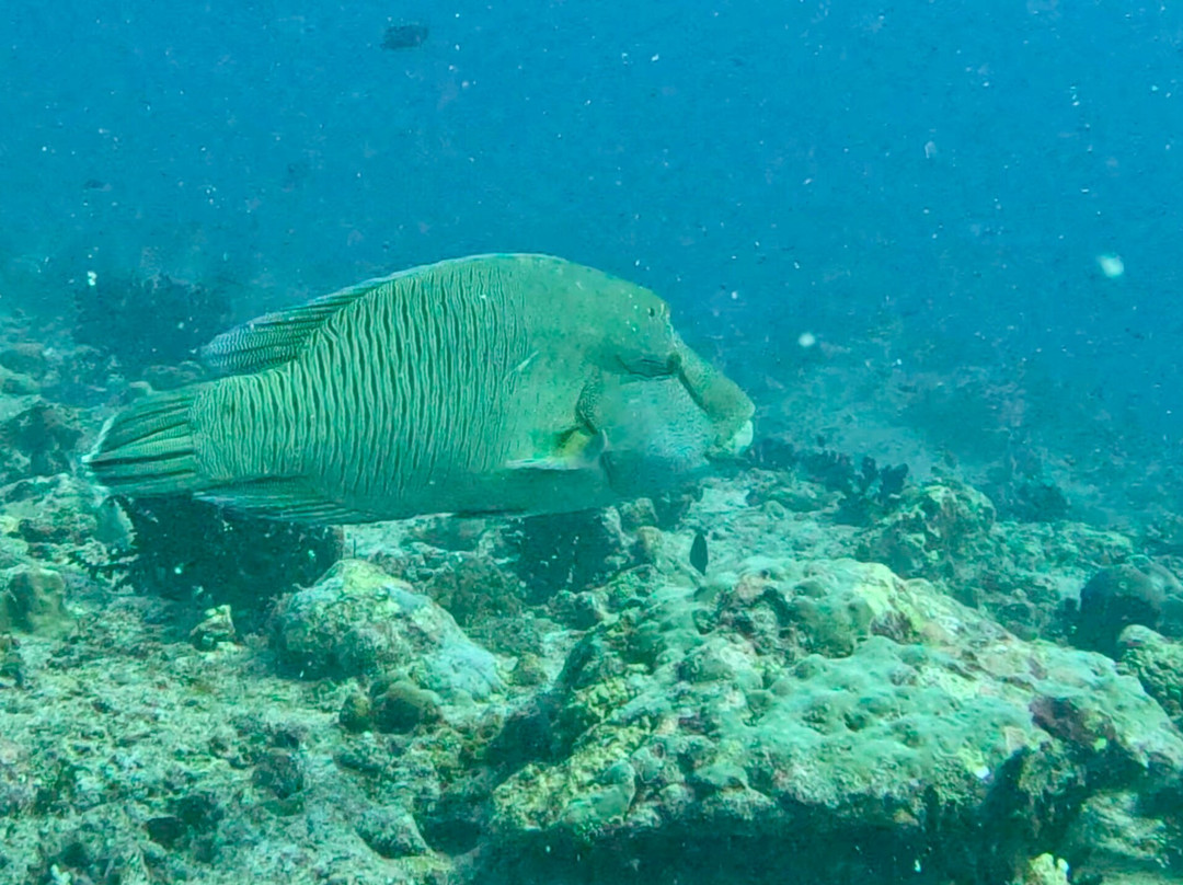 DivePoint Guraidhoo-康杜玛岛必去景点