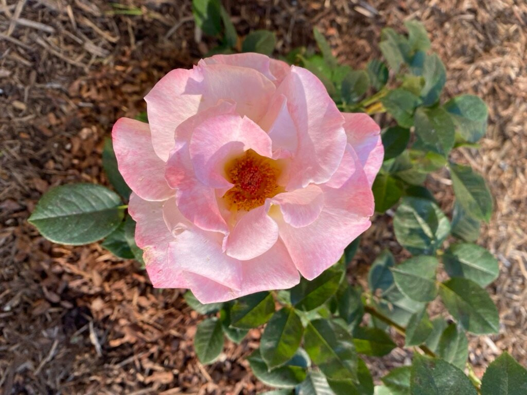 Isha USA-McMinnville必去景点