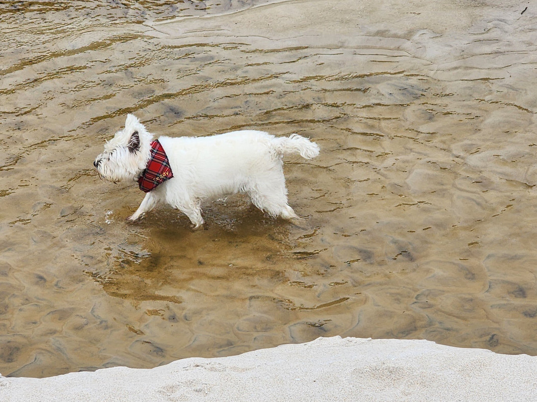 Scottish Terrier Tours-Wemyss Bay必去景点