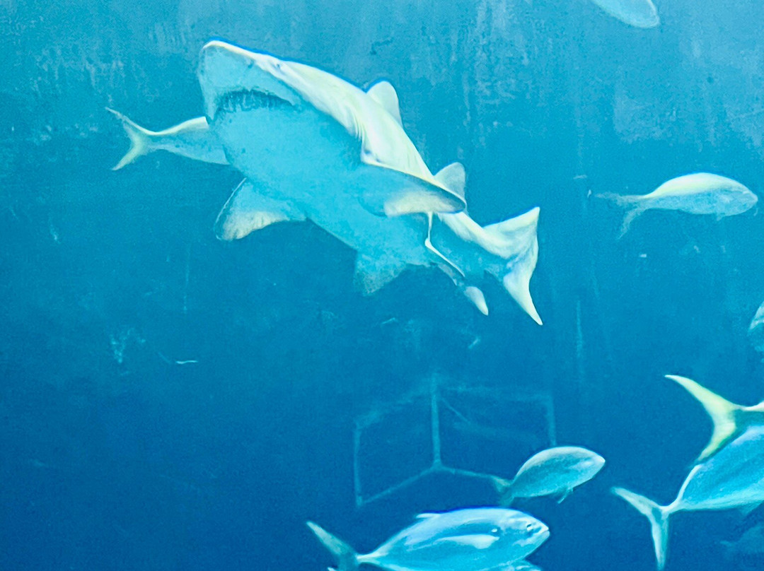 North Carolina Aquarium at Fort Fisher-Kure Beach必去景点