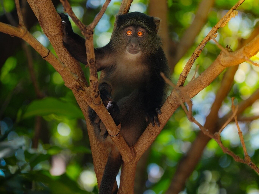 Lake Manyara-Lake Manyara National Park必去景点