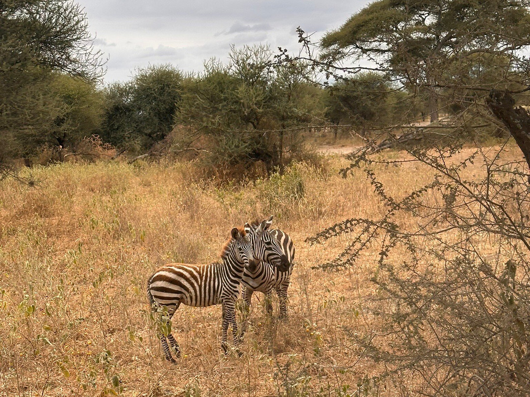 Northern Masailand Safaris-阿鲁沙必去景点