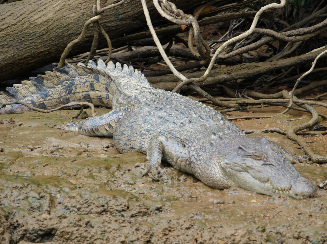 Daintree River Cruise Centre-Daintree必去景点
