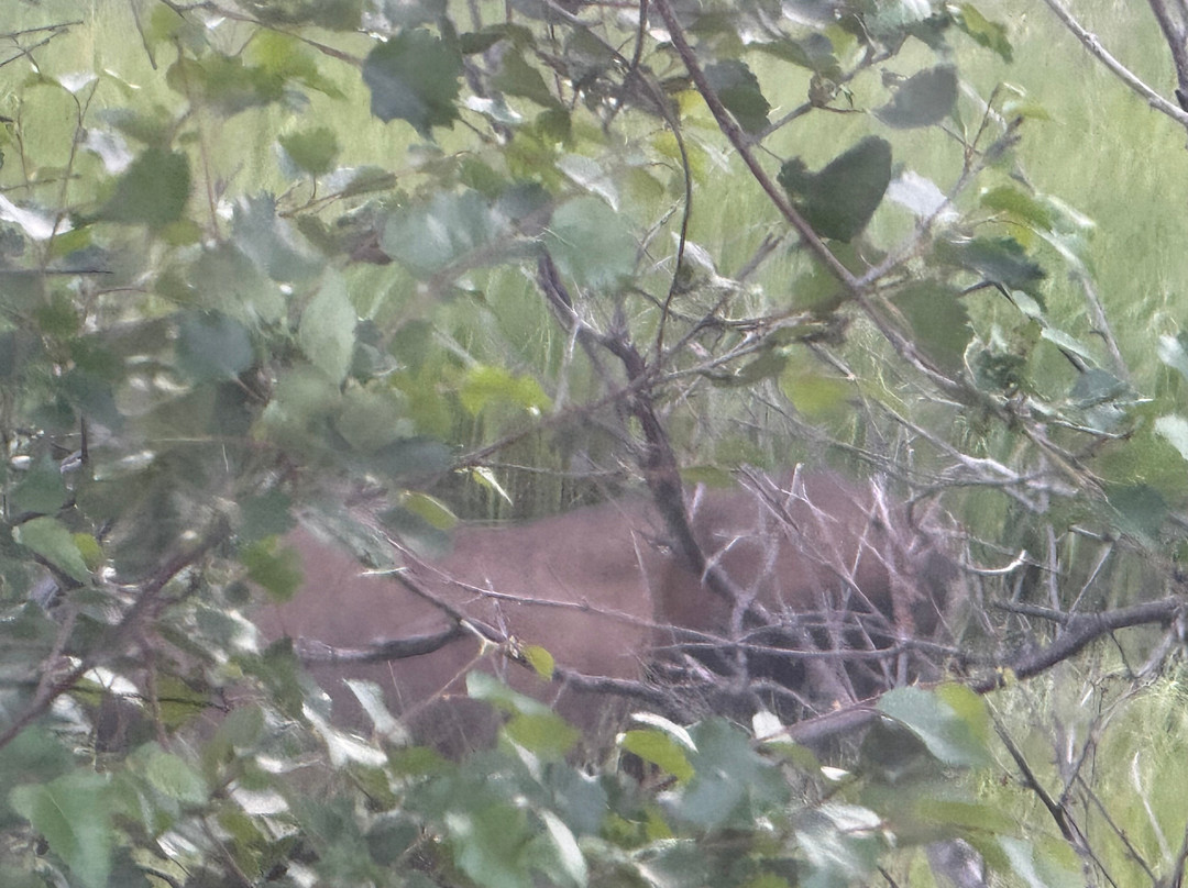 Denali Black Diamond Covered Wagon-Denali Park必去景点