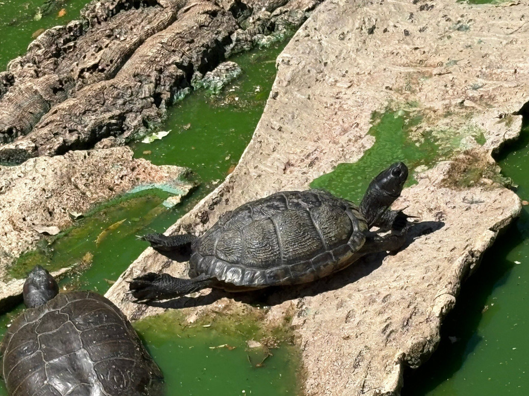 la Vall de les Tortugues-Sorede必去景点