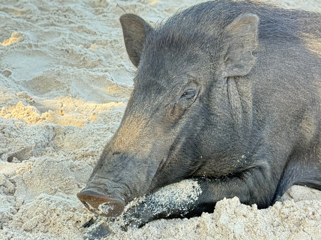 Komodo Eco Tour-科莫多必去景点