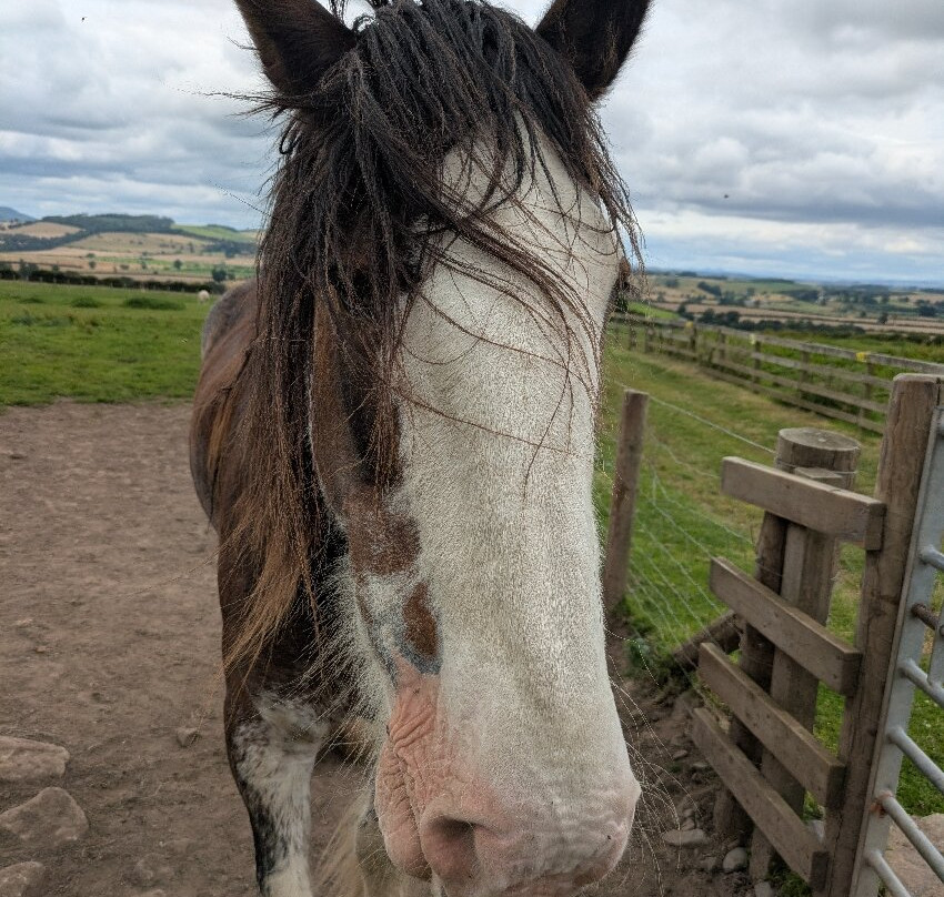 Hay Farm Heavy Horse Centre-特威德河畔贝里克必去景点