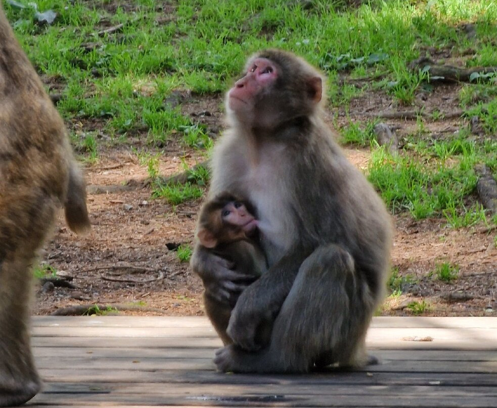 Abenteuer Affenberg tt.-Landskron必去景点