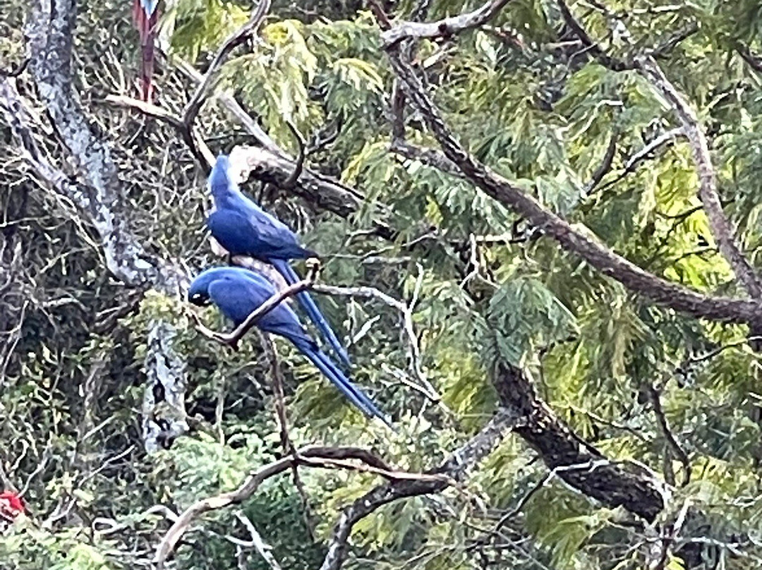 Buraco das Araras Ecoturismo-雅尔丁必去景点