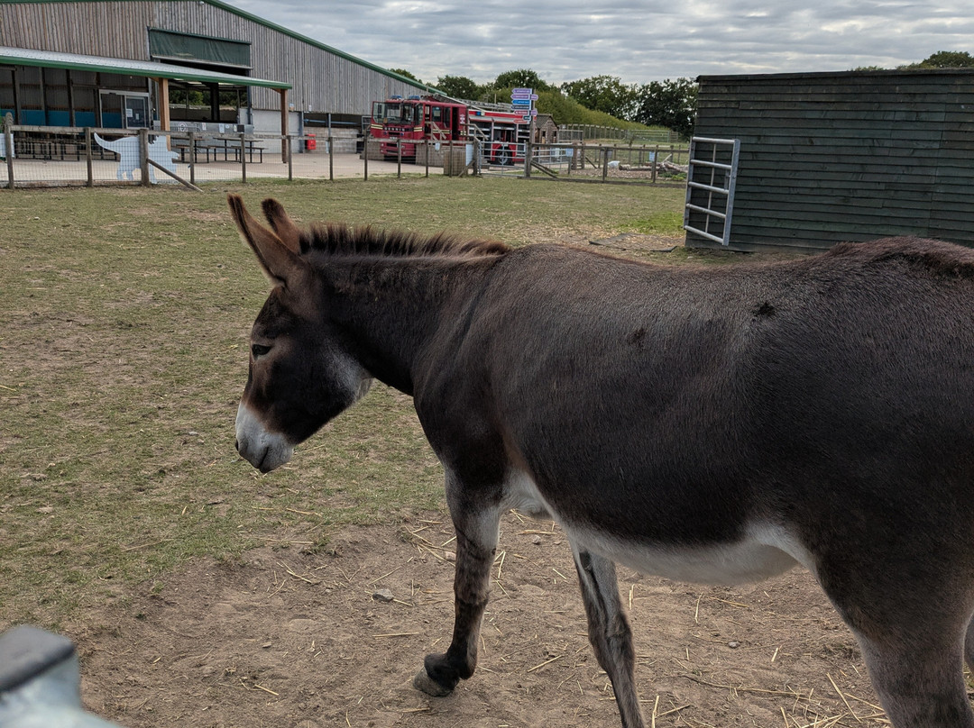 Attwell Farm Park-雷迪奇必去景点