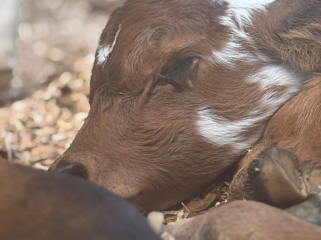 Krishna Cow Sanctuary-帕派科欧必去景点