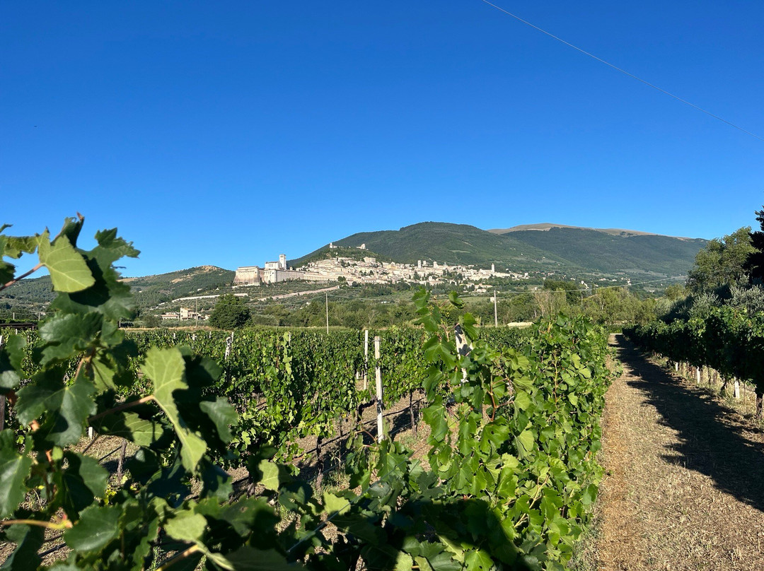 Azienda Agraria Saio-阿西西必去景点