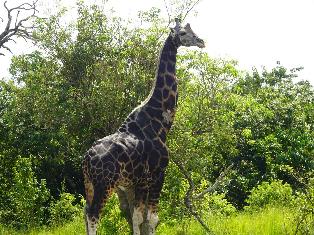 Murchison Falls-Murchison Falls National Park必去景点