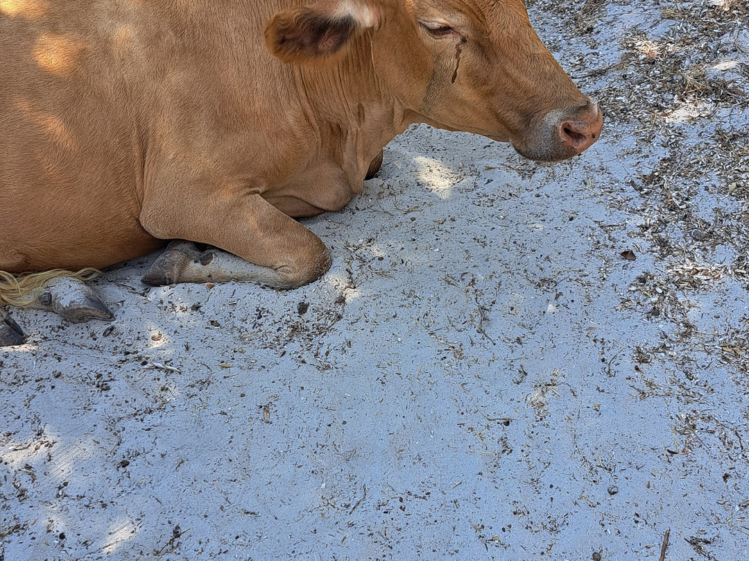 Le Popeye-Saint Florent必去景点