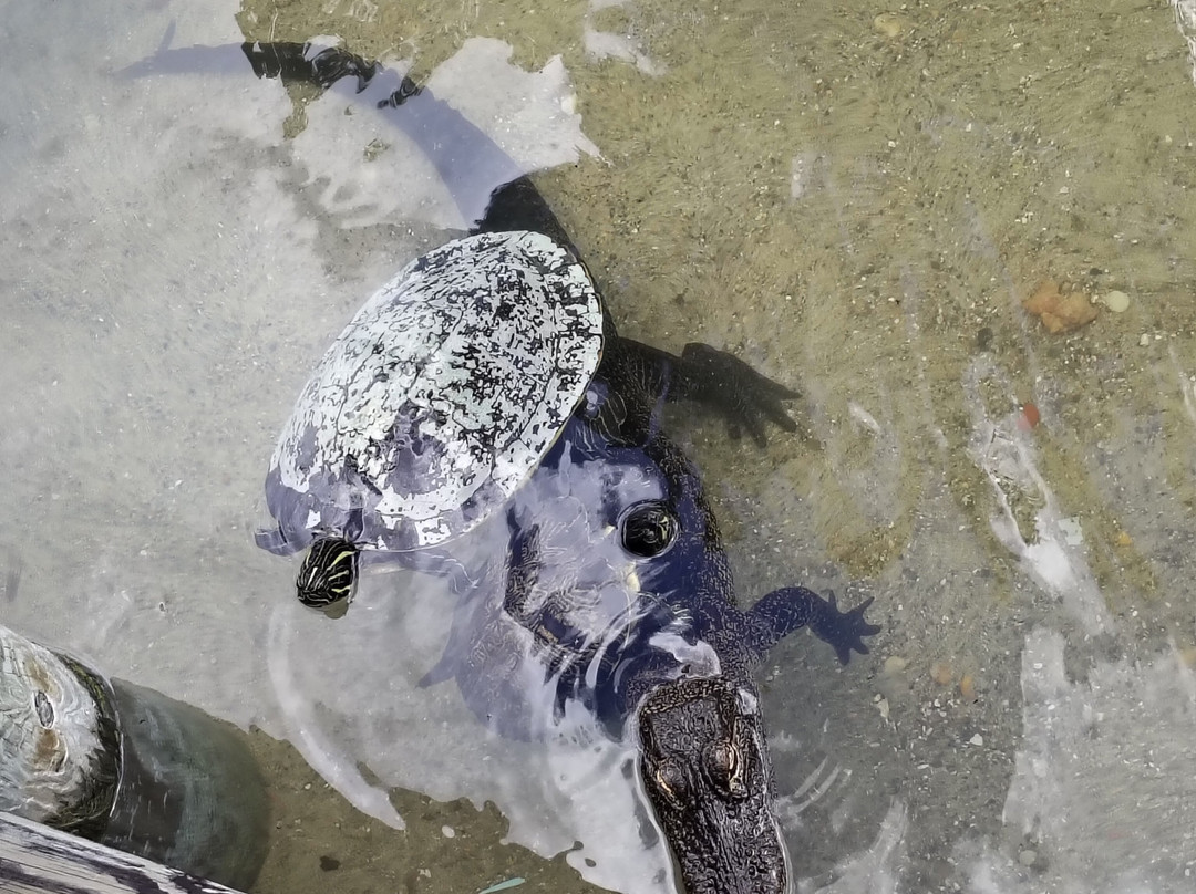 Congo River Golf-里奇港必去景点