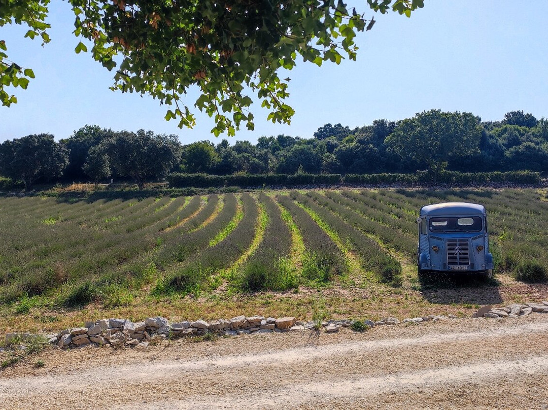 Maison de la Lavande - Domaine Lavandaïs-Saint-Remeze必去景点