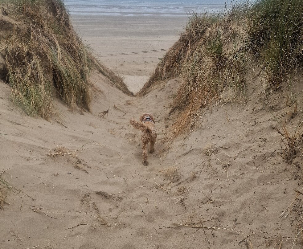 Pembrey Country Park & Beach-Burry Port必去景点