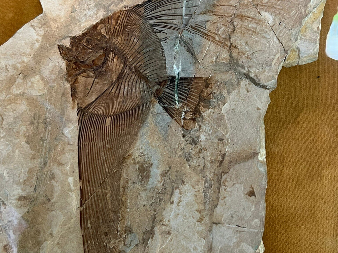 Museo dei Fossili di Bolca - Verona-Bolca必去景点