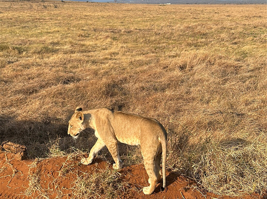 Madu Safari Kenya-瓦塔木必去景点
