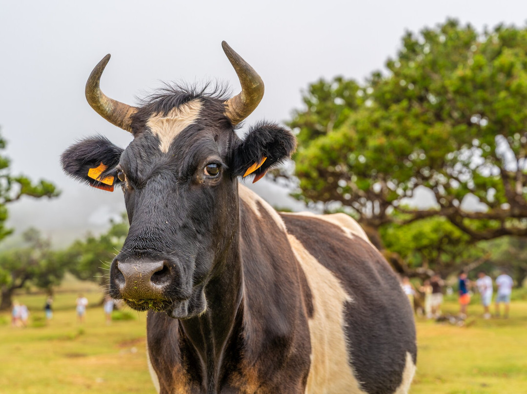 Miradouro Eira do Serrado-Camara De Lobos必去景点