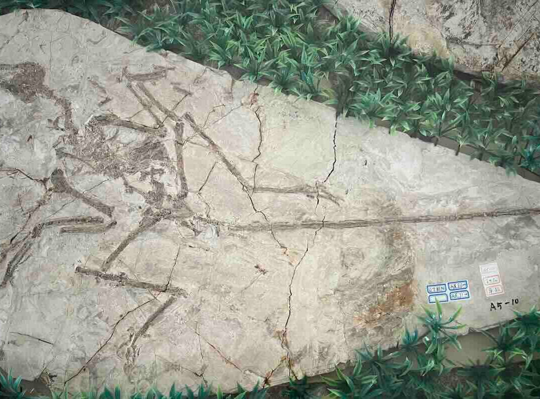 临沂天宇自然博物馆