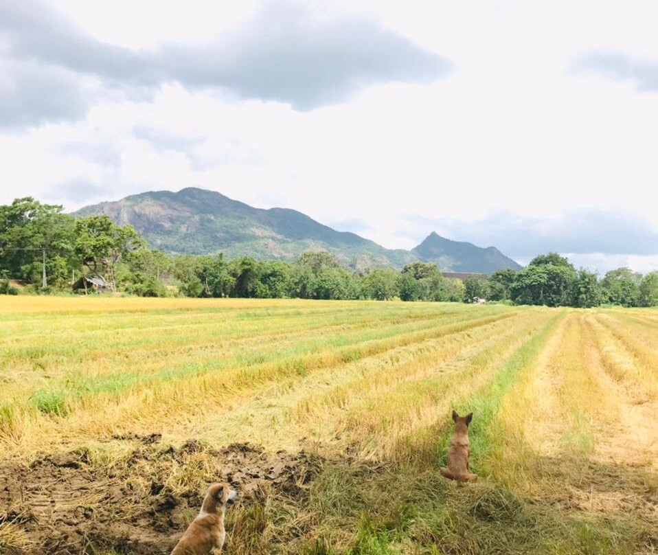Kaludiya Pokuna Nature Walks-锡吉里亚必去景点