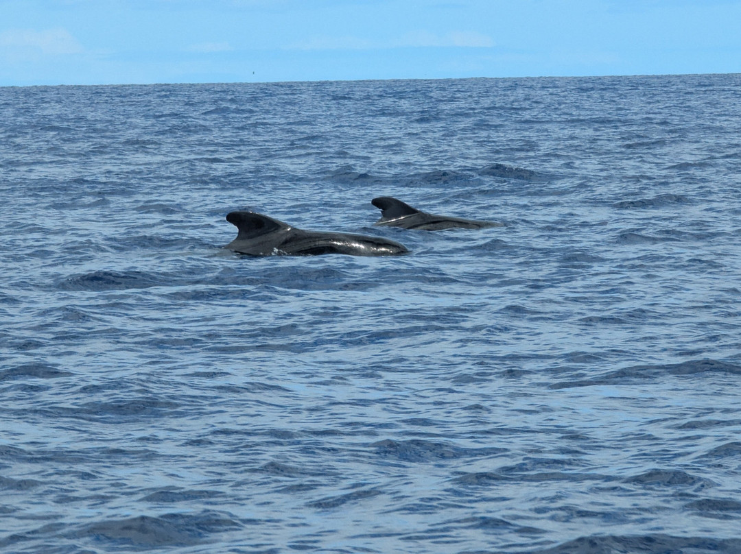 Espaco Talassa-Lajes do Pico必去景点