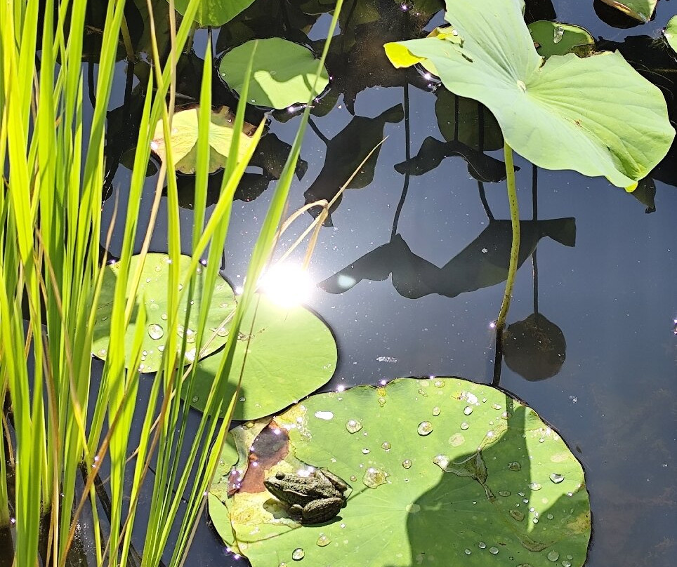 Les Jardins D'eau-Carsac-Aillac必去景点