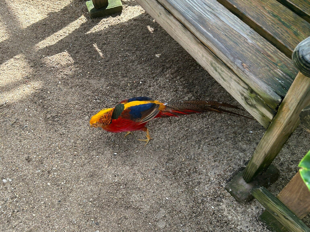 Parotte Ville Bird Sanctuary-圣马丁岛必去景点