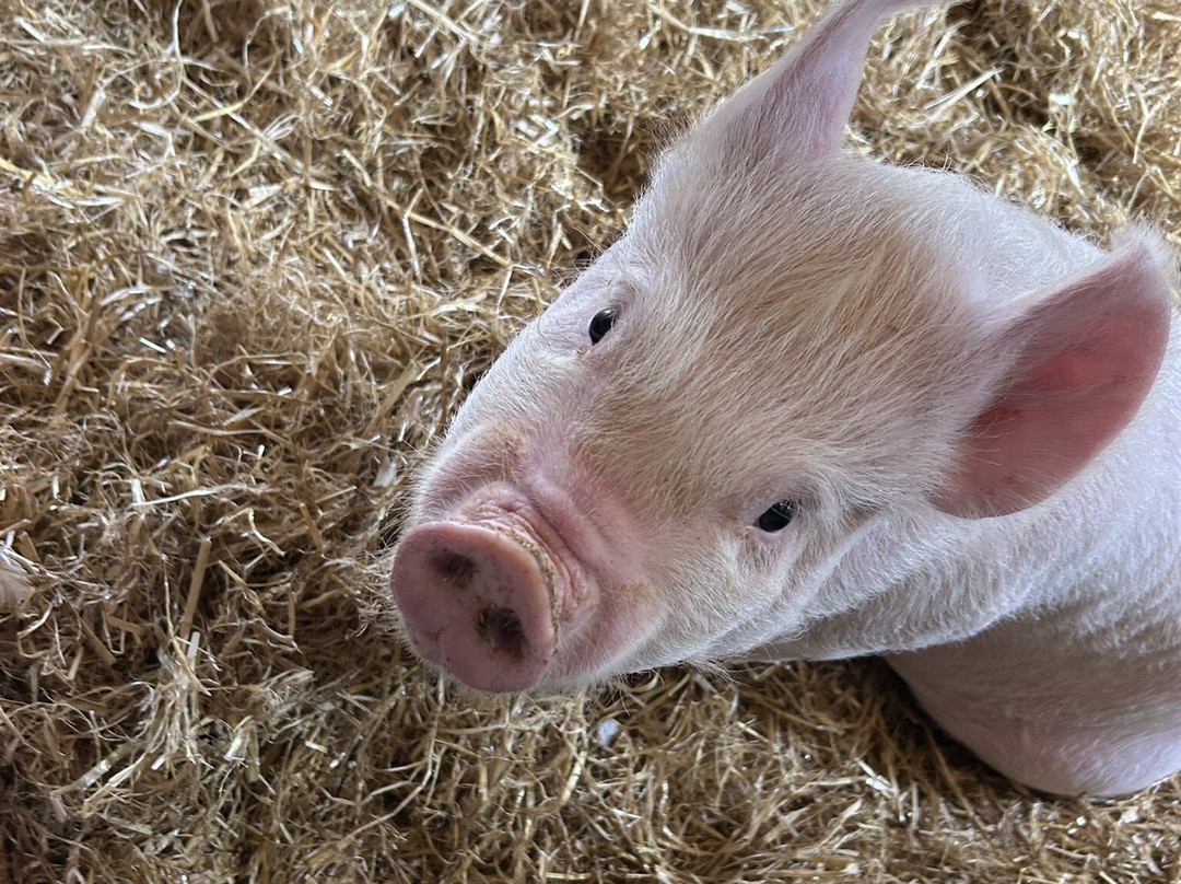 The Castle & Gardens of Mey-Thurso必去景点