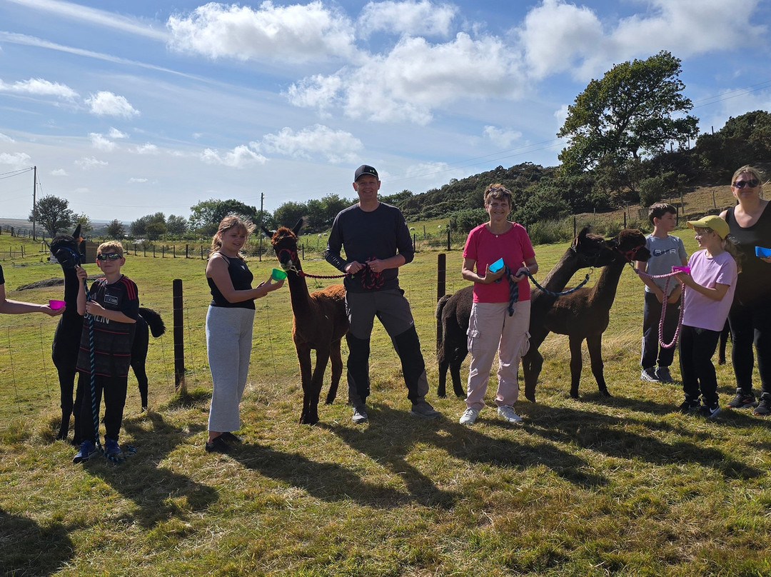 Antur Alpaca At Geufron Farm-Tywyn必去景点