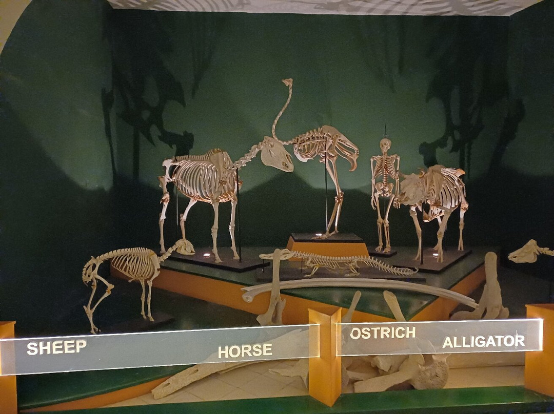 National Museum of Natural History-姆迪纳必去景点