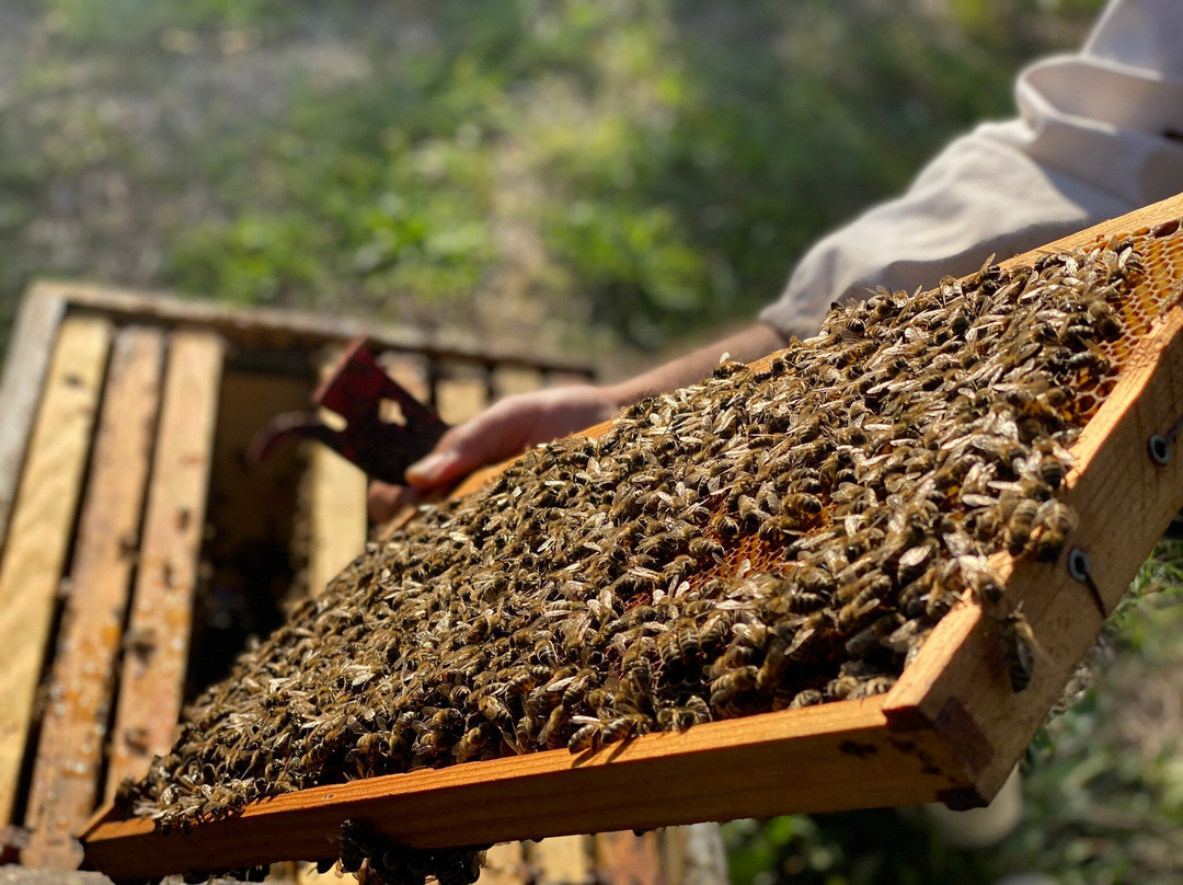 Alimento Corfu Beekeeping Tours-Kanoni必去景点