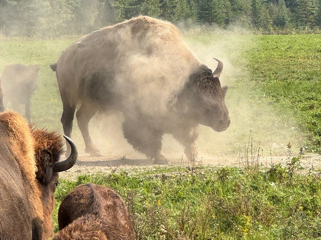Rocky Mountain Buffalo Ranch & Guest Cabins-戈尔登必去景点