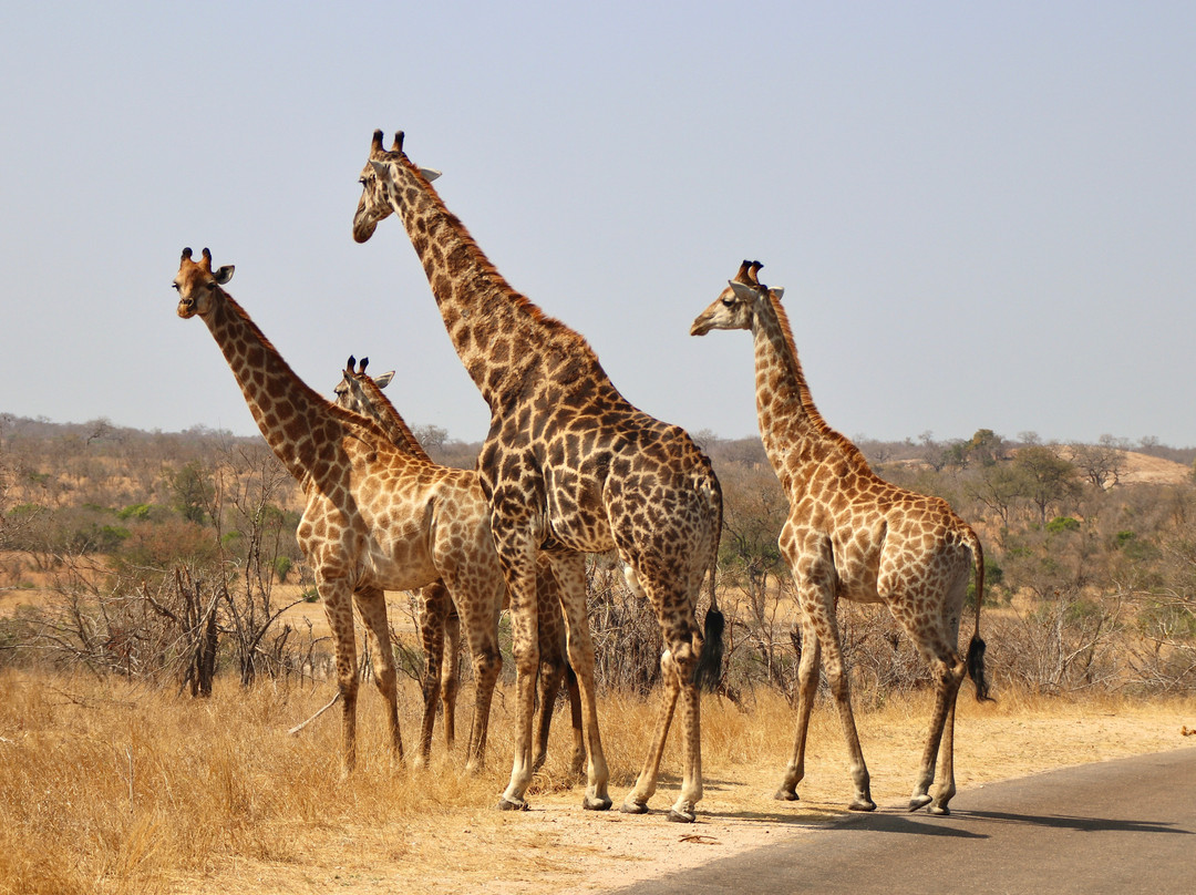 Mbombela Experience Tours and Safaris-尼斯普鲁特必去景点