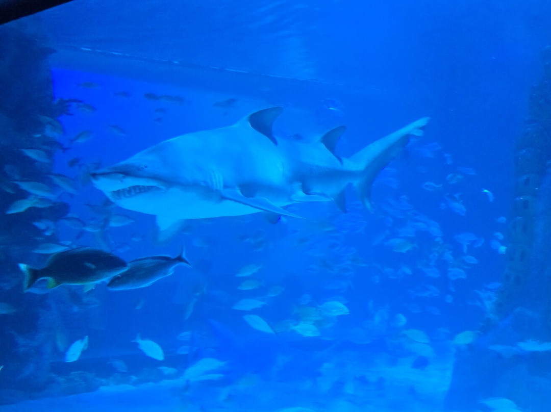 Newport Aquarium-Newport必去景点