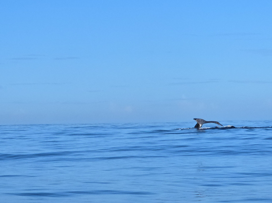 Dive and Sea Tahiti - Base nautique de Puna'auia-普纳奥亚必去景点