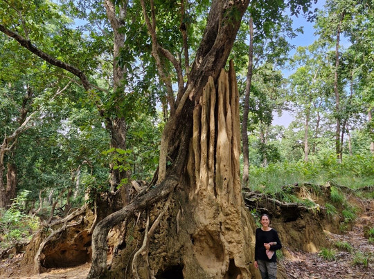 尼泊尔野生动物度假酒店主图