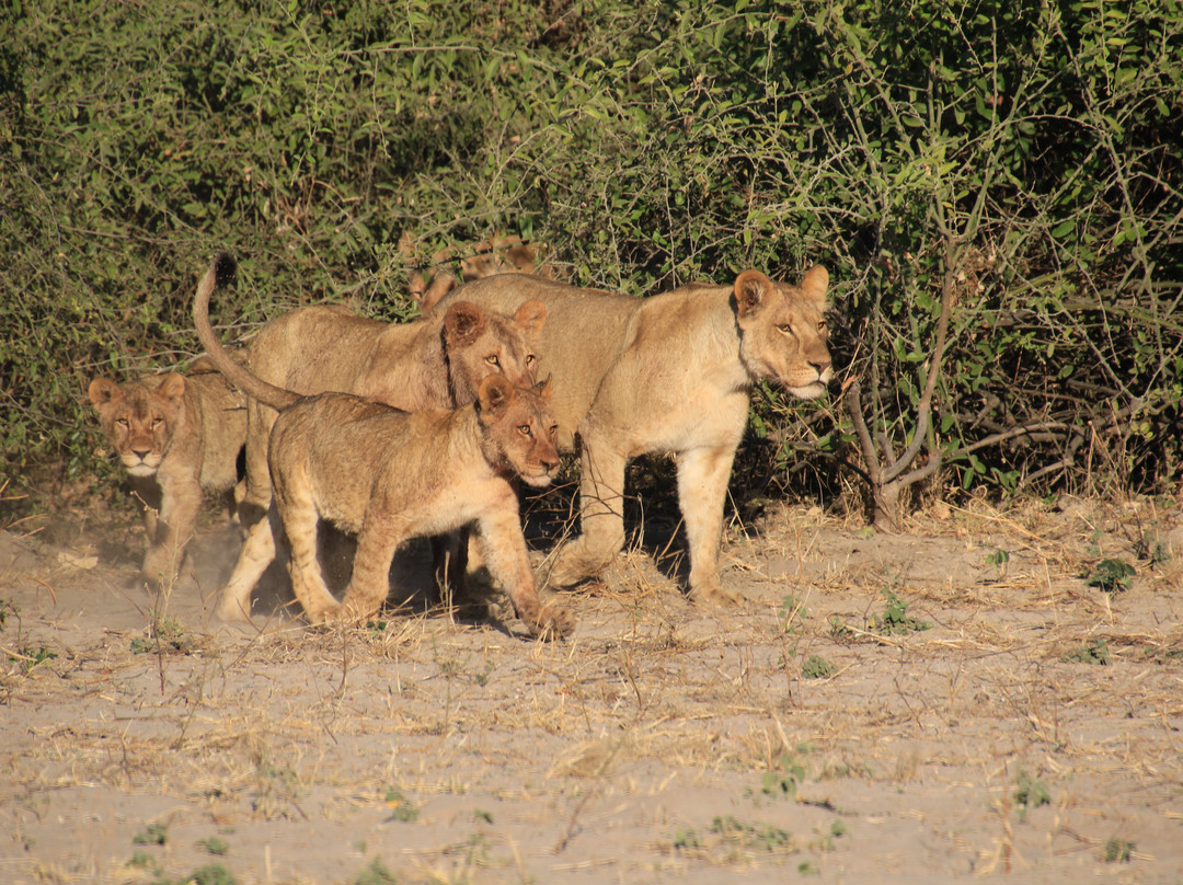Go Safari-约翰内斯堡必去景点