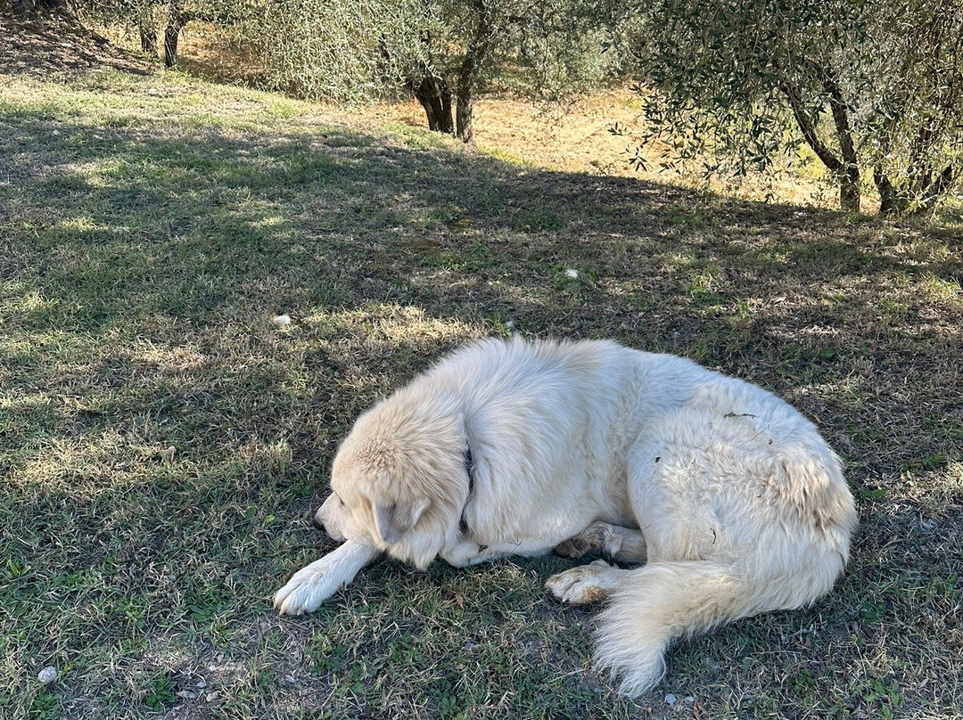 Fattoria Il Pino-波吉邦西必去景点