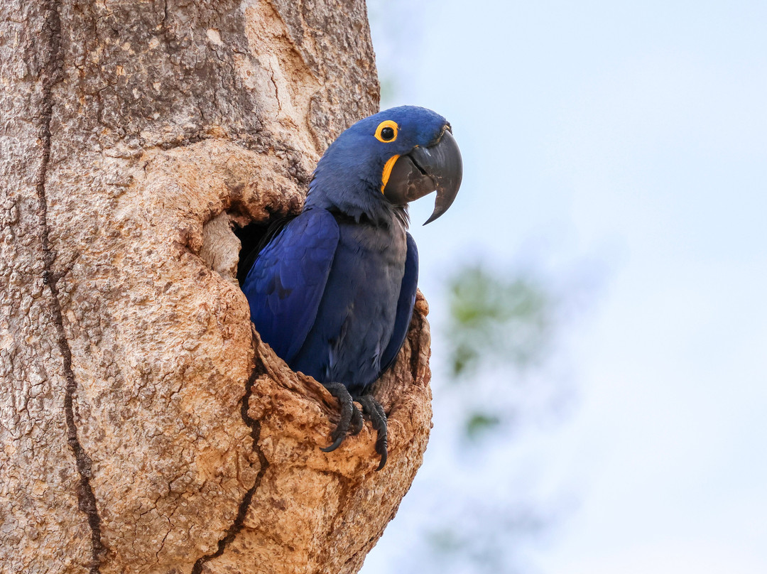 Pantanal Jaguar Safaris-Chapada dos Guimaraes必去景点