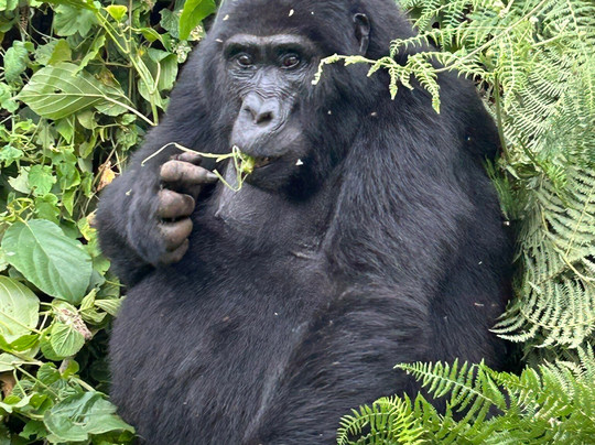 Journeys Uganda-恩德培必去景点
