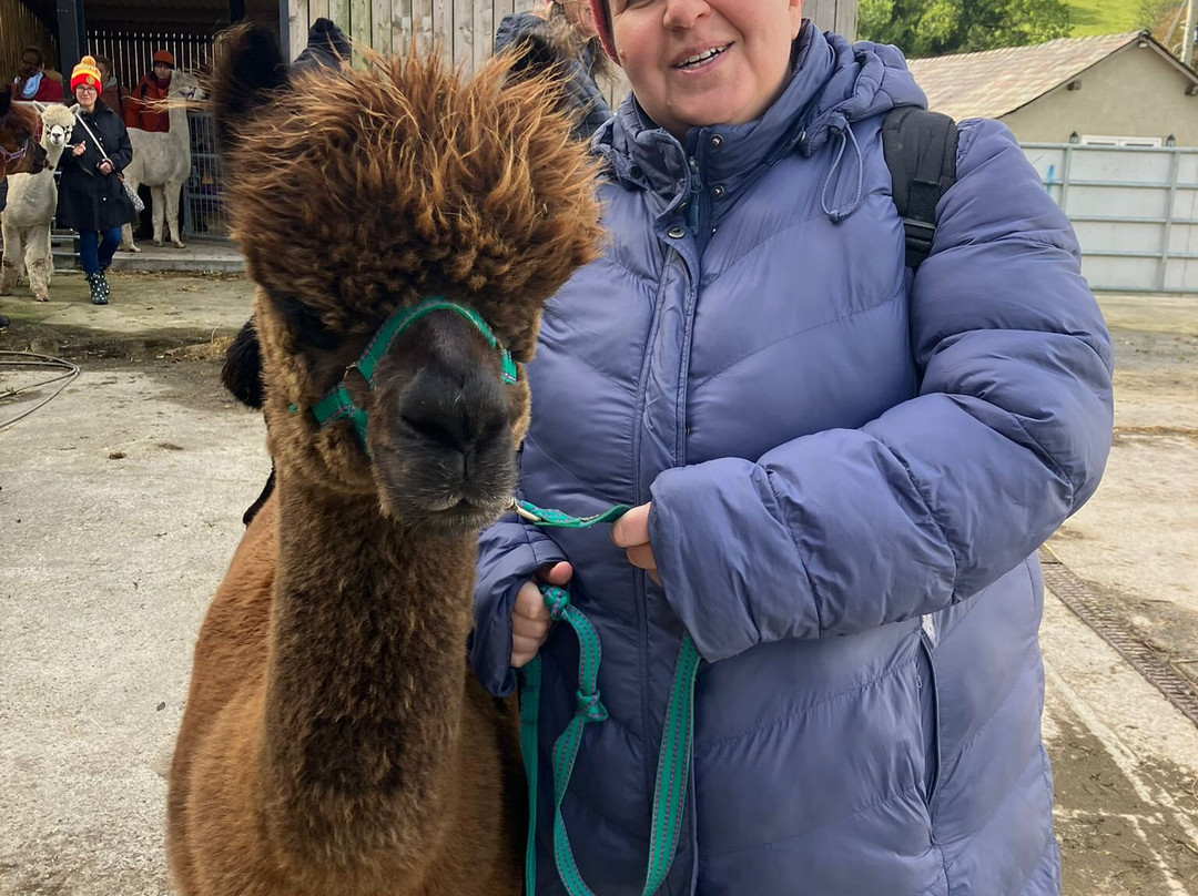 Macclesfield Alpacas-麦克尔斯菲尔德必去景点